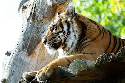 Tiger Territory